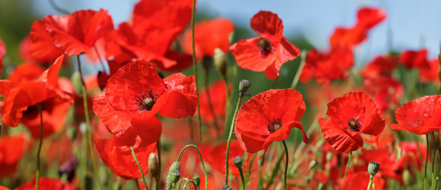 Πρωτομαγιά: Γνωρίζετε τον πραγματικό συμβολισμό αυτής της ημέρας;