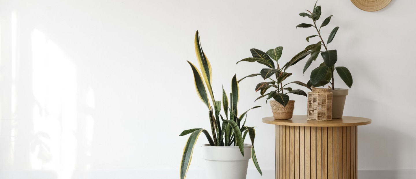 5 φυτά που συμβολίζουν τύχη και θετική ενέργεια και θα θέλετε να εντάξετε στο σπίτι σας τη νέα χρονιά 