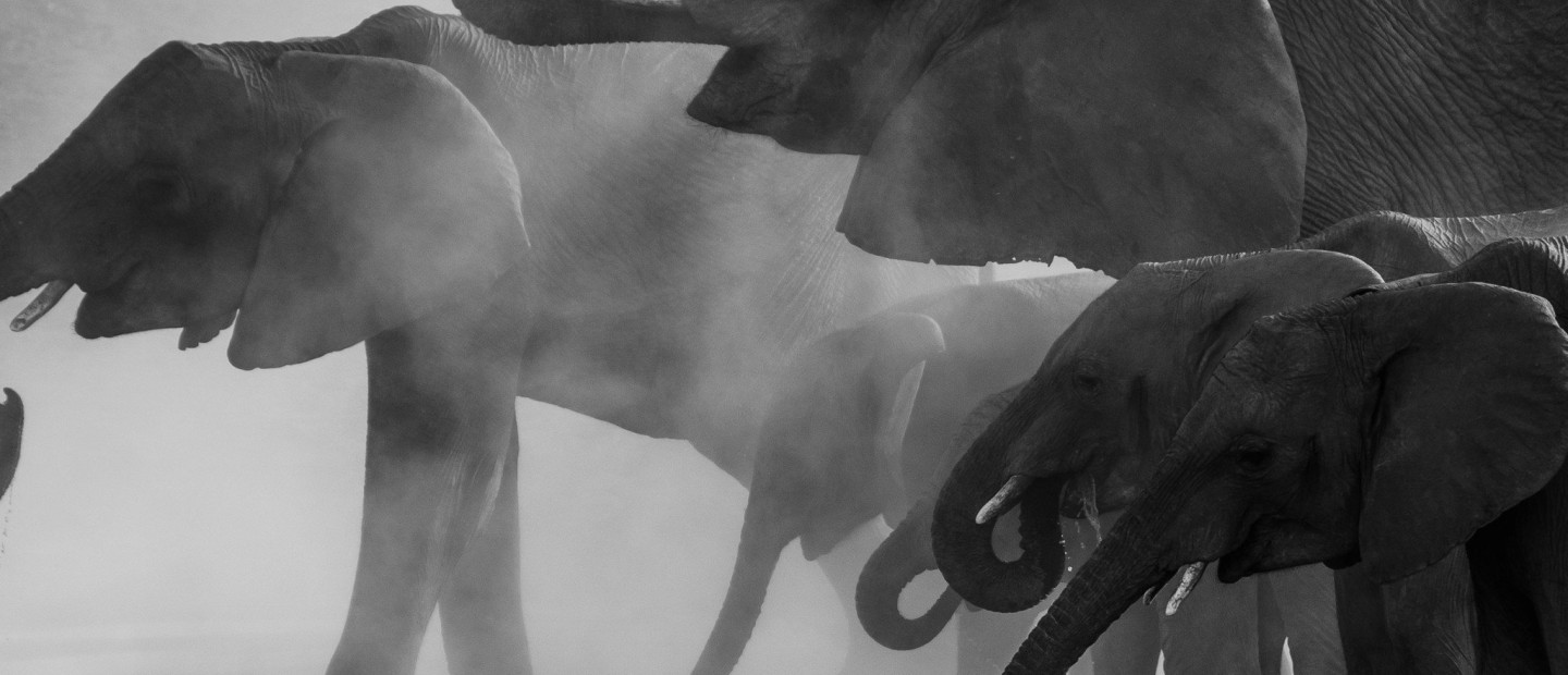 Ηθικότητα και ζωολογικοί κήποι: Δύο παράλληλοι δρόμοι σε σύγχυση