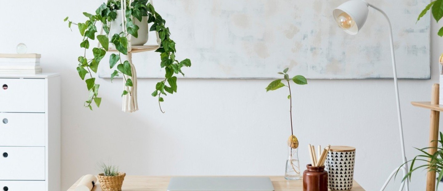 Κιτρινίζουν τα φύλλα των φυτών σας; Πώς να το αντιμετωπίσετε 