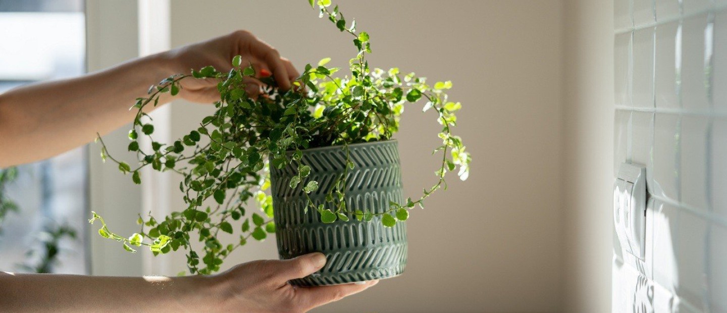 Φυτά εσωτερικού χώρου: Πώς να τα διακοσμήσετε για να φαίνονται σκόπιμα & κομψά