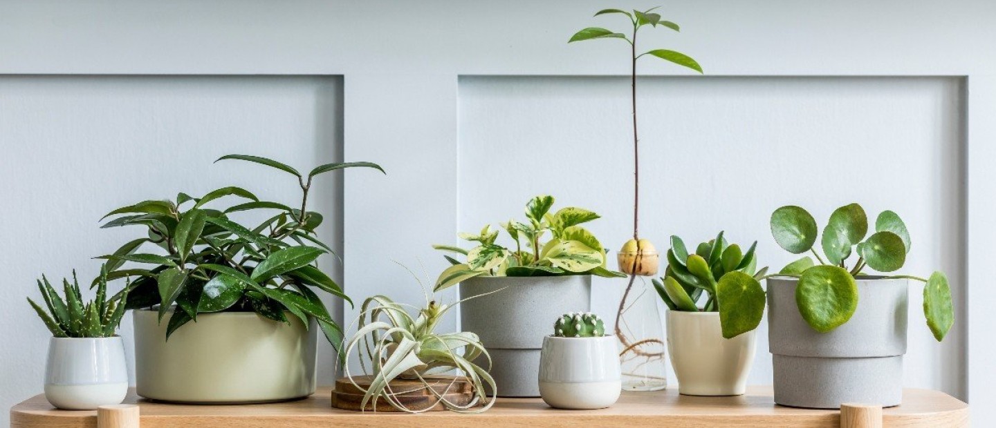 5 βήματα για να αντέξουν τα φυτά σας κατά τη διάρκεια του χειμώνα 