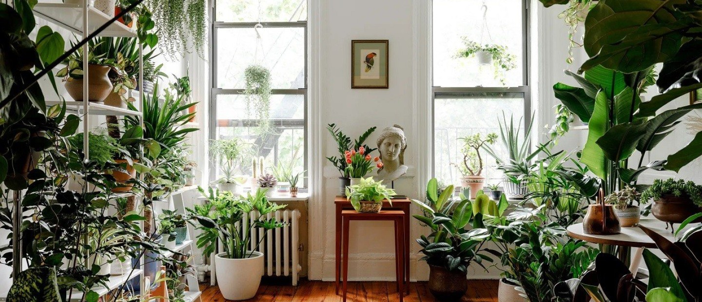Τα viral φυτά του 2023 που θα χαρίσουν fresh αέρα στην κατοικία σας 