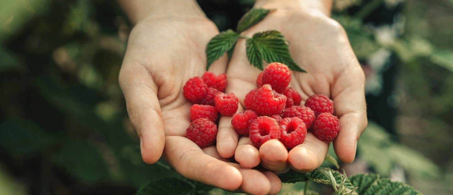 Climatarian: Εσείς γνωρίζετε τη νέα τάση διατροφής που φροντίζει το περιβάλλον;  