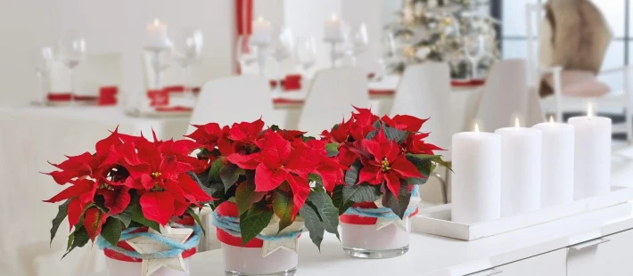 Ημέρα Αλεξανδρινού: Τα απόλυτα tips για να παραμείνει για καιρό λαμπερό