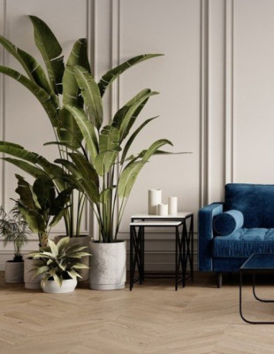 Tropical Vibes: Τα πιο ιδιαίτερα φυτά που θα χαρίσουν jungle αισθητική στον χώρο σας