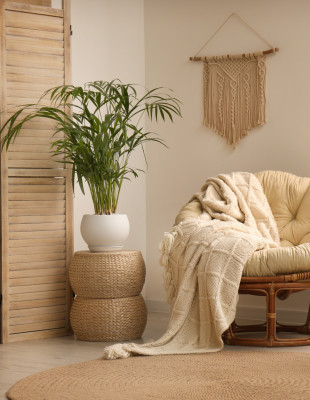 Τα φυτά που συμβάλλουν στη μείωση του καπνού και των ρύπων μέσα στο σπίτι﻿