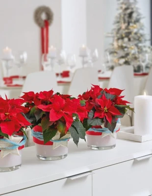 Ημέρα Αλεξανδρινού: Τα απόλυτα tips για να παραμείνει για καιρό λαμπερό