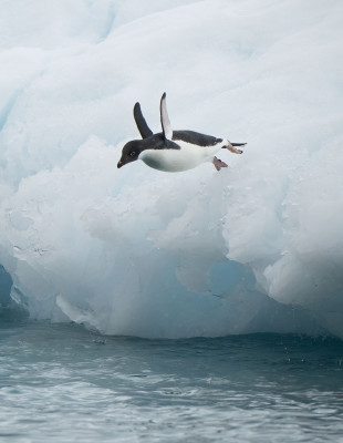 Ο μοναχικός πιγκουίνος που κατέκτησε το διαδίκτυο