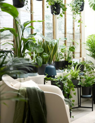 Ποιοι είναι οι ιδανικοί βολβοί για να φυτέψουμε τον Μάρτιο ώστε να αποκτήσουμε έναν εντυπωσιακό καλοκαιρινό κήπο