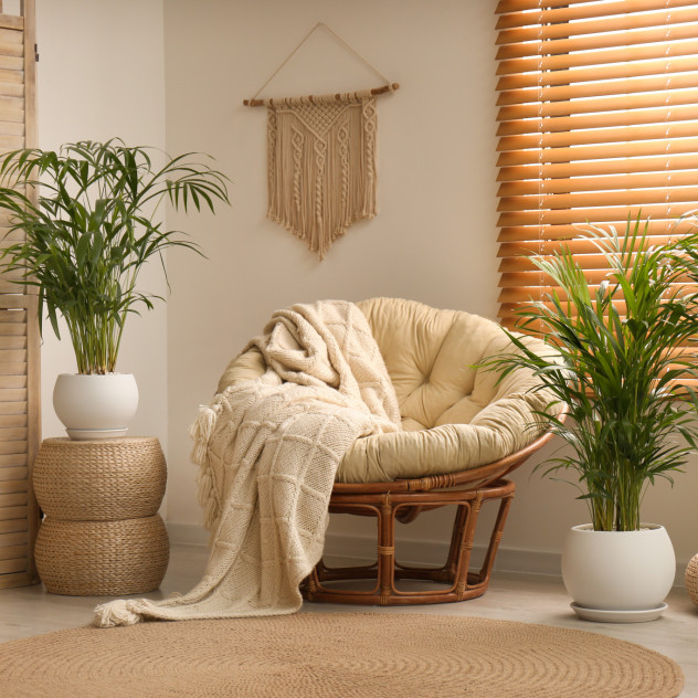 Τα φυτά που συμβάλλουν στη μείωση του καπνού και των ρύπων μέσα στο σπίτι﻿