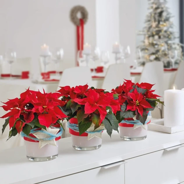 Ημέρα Αλεξανδρινού: Τα απόλυτα tips για να παραμείνει για καιρό λαμπερό