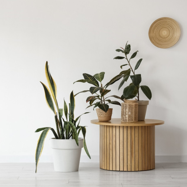 5 φυτά που συμβολίζουν τύχη και θετική ενέργεια και θα θέλετε να εντάξετε στο σπίτι σας τη νέα χρονιά 