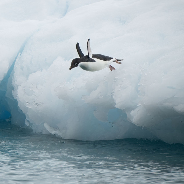 Ο μοναχικός πιγκουίνος που κατέκτησε το διαδίκτυο