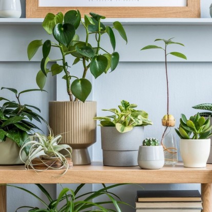 Garden rules: Τα 5 κοινά λάθη που κάνουμε στη φροντίδα των φυτών μας το καλοκαίρι 