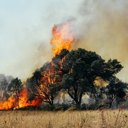 Φωτιές στην Ελλάδα: Οι καταστροφικές συνέπειες και η ανάγκη άμεσης κινητοποίησης