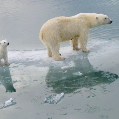 Κλιματική κρίση: Μεγάλη ανησυχία για τις πολικές αρκούδες που πεθαίνουν από την πείνα