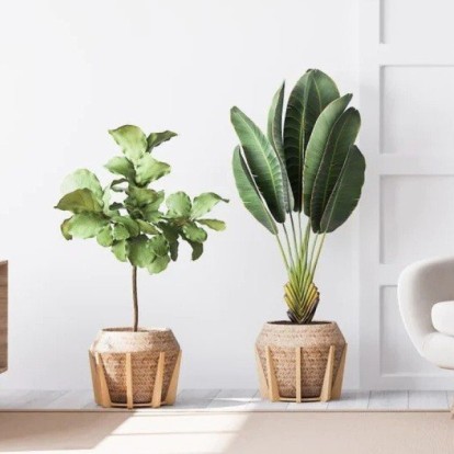 Τα τροπικά φυτά που θα φέρουν jungle αέρα στην κατοικία σας