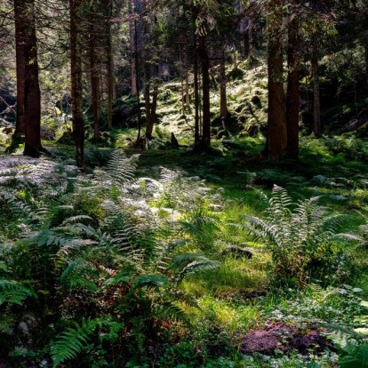 Forest Bathing: Τι είναι και γιατί το χρειάζεστε; 