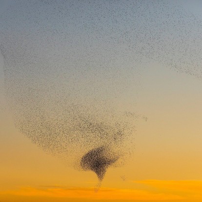 Ποιο είναι το εξωπραγματικό φαινόμενο 'Murmuration', που πρέπει να νιώθει τυχερός όποιος το δει με τα μάτια του;