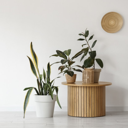 5 φυτά που συμβολίζουν τύχη και θετική ενέργεια και θα θέλετε να εντάξετε στο σπίτι σας τη νέα χρονιά 