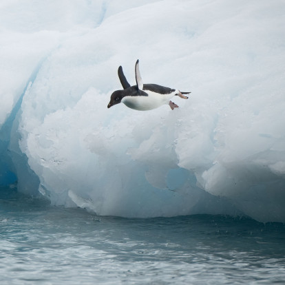 Ο μοναχικός πιγκουίνος που κατέκτησε το διαδίκτυο