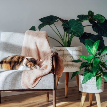 Φυτά εσωτερικού χώρου και καθαρή ατμόσφαιρα: Μύθος ή πραγματικοί σύμμαχοι ευεξίας;