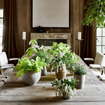 Feng shui: 5 φυτά εσωτερικού χώρου που θα φέρουν καλή τύχη στο σπίτι σας