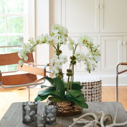 Τα πιο τυχερά φυτά σύμφωνα με το Feng Shui και τι θα σας προσφέρει το καθένα από αυτά