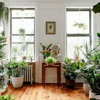 Τα viral φυτά του 2023 που θα χαρίσουν fresh αέρα στην κατοικία σας 